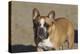 French Bulldog 03-Bob Langrish-Premier Image Canvas