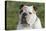 French Bulldog 26-Bob Langrish-Premier Image Canvas