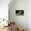 French Bulldog 47-Bob Langrish-Premier Image Canvas displayed on a wall