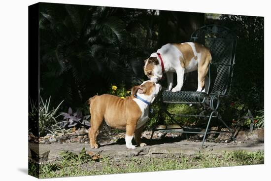 French Bulldog 47-Bob Langrish-Premier Image Canvas