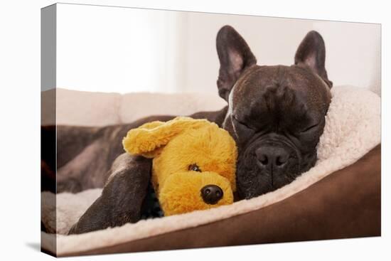 French Bulldog Dog Having a Sleeping and Relaxing a Siesta in Living Room, with Doggy Teddy Bear-Javier Brosch-Premier Image Canvas