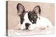 French Bulldog Puppy , 3 Months-Lilun-Premier Image Canvas