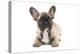 French Bulldog Puppy in Studio-null-Premier Image Canvas