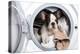 French Bulldog Puppy inside the Washing Machine-Patryk Kosmider-Premier Image Canvas