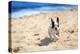 French Bulldog Puppy Running On The Beach-Patryk Kosmider-Premier Image Canvas