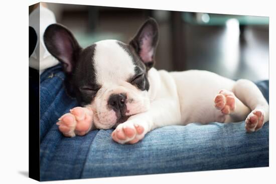 French Bulldog Puppy Sleeping on Knees-Patryk Kosmider-Premier Image Canvas