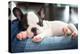 French Bulldog Puppy Sleeping on Knees-Patryk Kosmider-Premier Image Canvas