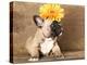 French Bulldog Puppy-Lilun-Premier Image Canvas