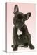 French Bulldog Puppy-null-Premier Image Canvas