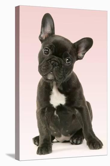 French Bulldog Puppy-null-Premier Image Canvas