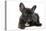 French Bulldog Puppy-null-Premier Image Canvas