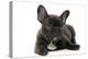 French Bulldog Puppy-null-Premier Image Canvas