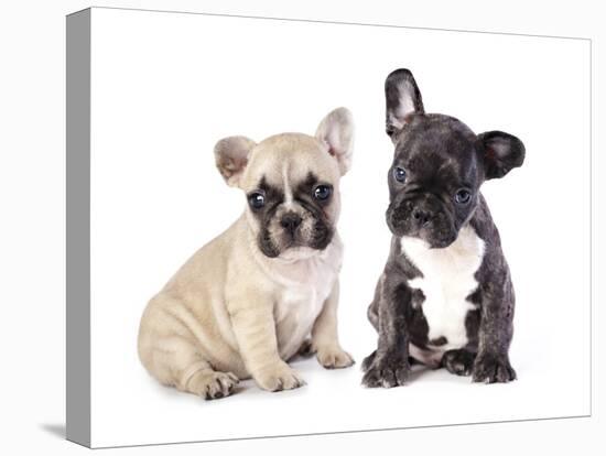 French Bulldogs, Puppy-Lilun-Premier Image Canvas