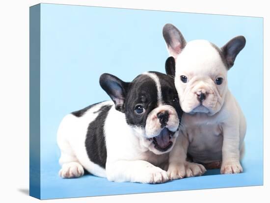 French Bulldogs Puppy-Lilun-Premier Image Canvas