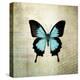 French Butterfly III-Debra Van Swearingen-Stretched Canvas