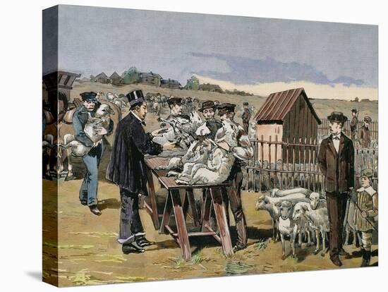 French Chemist and Bacteriologist. Vaccination of Sheep Against Anthrax, Agerville, France, 1884-Prisma Archivo-Premier Image Canvas