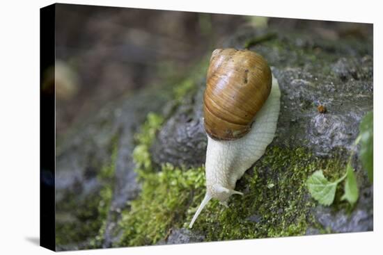 French Escargot, Moss, Stone-Jurgen Ulmer-Premier Image Canvas