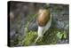 French Escargot, Moss, Stone-Jurgen Ulmer-Premier Image Canvas