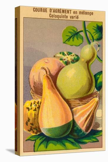 French Gourd Selection Seed Packet-null-Stretched Canvas