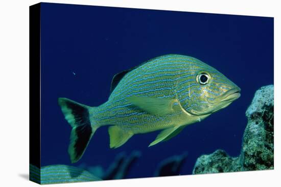 French Grunt (Haemulon Flavolineatum) Caribbean-Reinhard Dirscherl-Premier Image Canvas