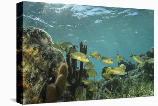 French Grunt, Half Moon Caye, Lighthouse Reef, Atoll, Belize-Pete Oxford-Premier Image Canvas
