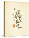 French Herbarium 3-Devon Ross-Stretched Canvas
