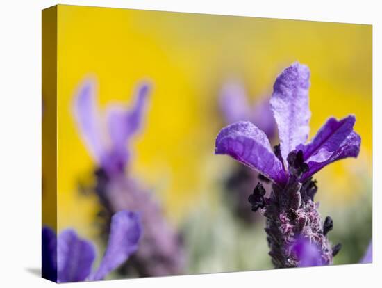 French Lavender at the Costa Vicentina, Algarve, Portugal. Portugal-Martin Zwick-Premier Image Canvas