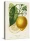 French Lemon Botanical I-A. Risso-Stretched Canvas