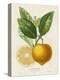 French Lemon Botanical III-A. Risso-Stretched Canvas