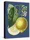 French Lemon on Navy I-A. Risso-Stretched Canvas