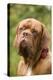 French Mastiff Dog-null-Premier Image Canvas