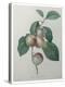 French Queen Plums-Pierre-Joseph Redoute-Stretched Canvas