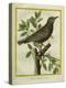 French Starling-Georges-Louis Buffon-Premier Image Canvas