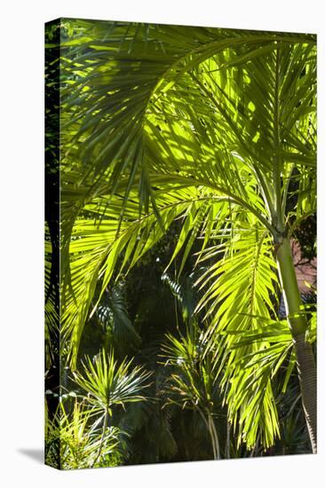 French West Indies, St-Barthelemy. Gustavia, palm tree-Walter Bibikow-Premier Image Canvas