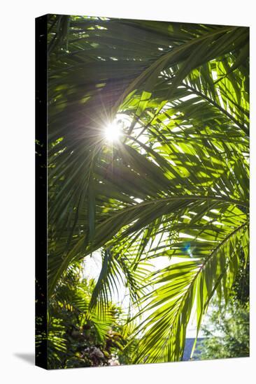 French West Indies, St-Barthelemy. Gustavia, palm tree-Walter Bibikow-Premier Image Canvas