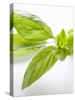 Fresh Basil-Malgorzata Stepien-Premier Image Canvas