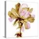 Fresh Bloom Pink I-Vanessa Austin-Stretched Canvas