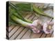 Fresh Garlic on Teak Table, Clos Des Iles, Le Brusc, Var, Cote d'Azur, France-Per Karlsson-Premier Image Canvas