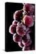 Fresh Grapes with Drops-Gresei-Premier Image Canvas