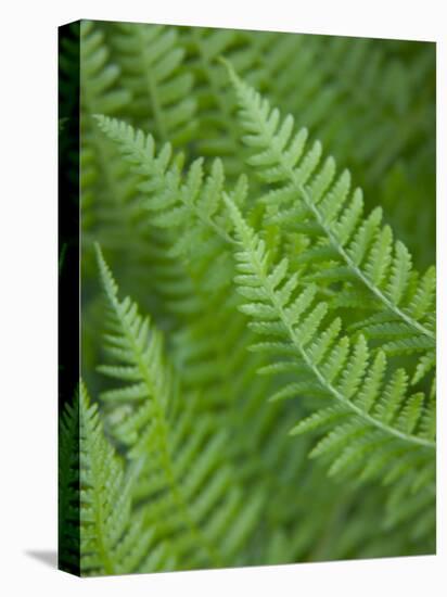 Fresh Green Ferns in A Row, Olympic National Park, Washington, USA-Terry Eggers-Premier Image Canvas