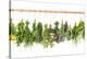 Fresh Herbs Hanging Isolated on White. Basil, Rosemary, Thyme, Mint-LiliGraphie-Premier Image Canvas