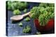 Fresh Kale in a Red Pot on a Dark Background-Jana Ihle-Premier Image Canvas