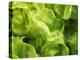 Fresh Lettuce-Kai Stiepel-Premier Image Canvas