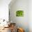 Fresh Lettuce-Greg Elms-Premier Image Canvas displayed on a wall