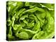 Fresh Lettuce-Greg Elms-Premier Image Canvas