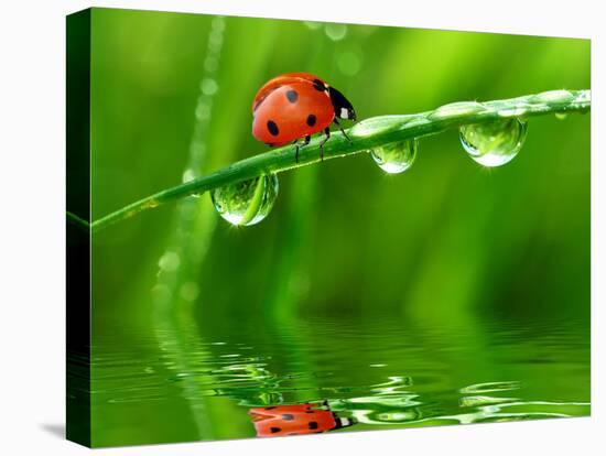 Fresh Morning Dew And Ladybird-volrab vaclav-Premier Image Canvas