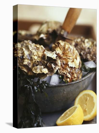 Fresh Oysters and Lemon-Debi Treloar-Premier Image Canvas