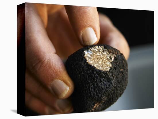 Fresh Perigord Truffle, Truffiere De La Bergerie, Ste Foy De Longas, Dordogne, France-Per Karlsson-Premier Image Canvas