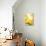 Fresh Pressed Orange Juice and Oranges-Jana Ihle-Premier Image Canvas displayed on a wall