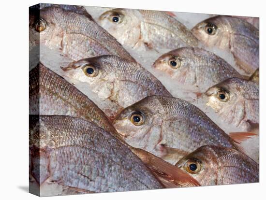 Fresh Seafood Sits on Ice Ready at Sydney's Fish Market at Pyrmont, Australia-Andrew Watson-Premier Image Canvas